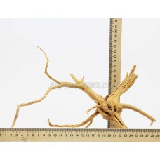 Корень Азалии 15-25см (размер L)