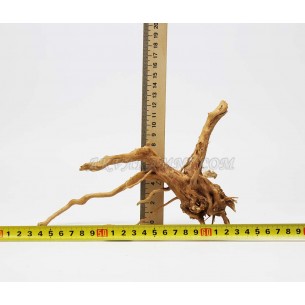 Корень Азалии Украина Купить