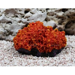 Искусственный коралл Trixie 15см Искусственный коралл Trixie 15см