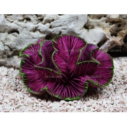 Искусственный коралл Trixie 14см Искусственный коралл Trixie 14см