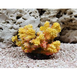 Искусственный коралл Trixie 12см Искусственный коралл Trixie 12см