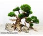 Бонсай для аквариума 35см (B-99)