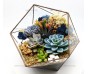 Флорариум: Basket maxi