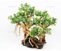 Бонсай для аквариума B81 (высота 25 см) с искусственными листьями