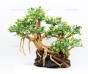 Бонсай для аквариума B81 (высота 25 см) с искусственными листьями