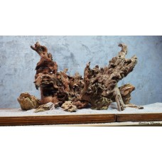 Композиция из Коралловго + Дракон KPZ-2