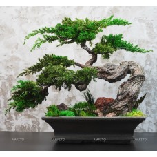 Стабилизированный бонсай "Япония" 40см