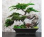 Стабилизированный бонсай "Япония" 40см