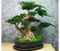 Стабилизированный большой бонсай "Светлый" 50см