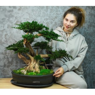 Стабилизированный большой бонсай "Светлый" 50см