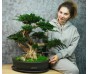 Стабилизированный большой бонсай "Светлый" 50см
