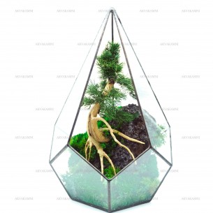 Моссариум з хвойным бонсай 31см