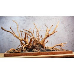 Композиция из Азалии и Дракона (от 280 литров)