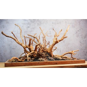 Композиция из Азалии и Дракона (от 280 литров)