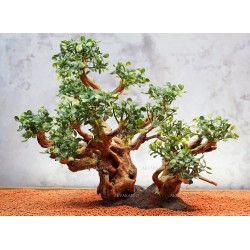 Бонсай для аквариума B114 (высота 28см) с искусственными листьями