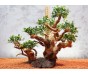 Бонсай для аквариума B114 (высота 28см) с искусственными листьями