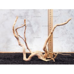 Корінь Азалії №136 для акваріума Корінь Азалії №136 для акваріума