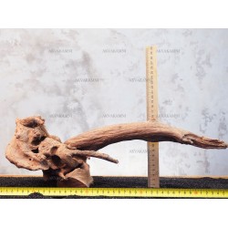 Корінь кораловий №153 для акваріума