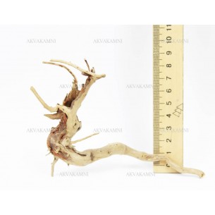 Корень Азалии Украина Купить