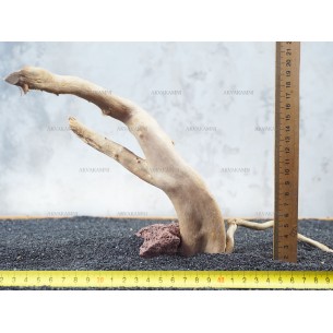 Корень Азалии №68 для аквариума