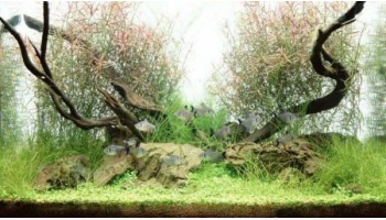 Композиції стилю Nature Aquarium 